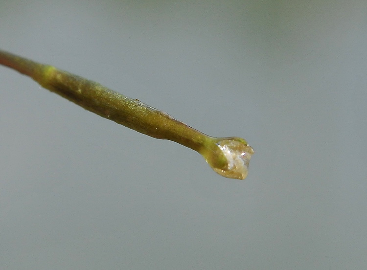 Vallisneria spiralis - Infiorescenza femminile